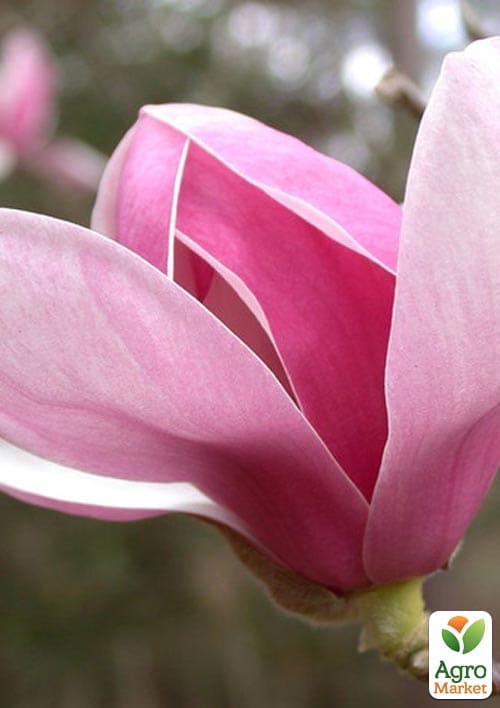 LMTD Магнолия "Soulangeana" 3-х летняя (высота 50-70см) - фото 6