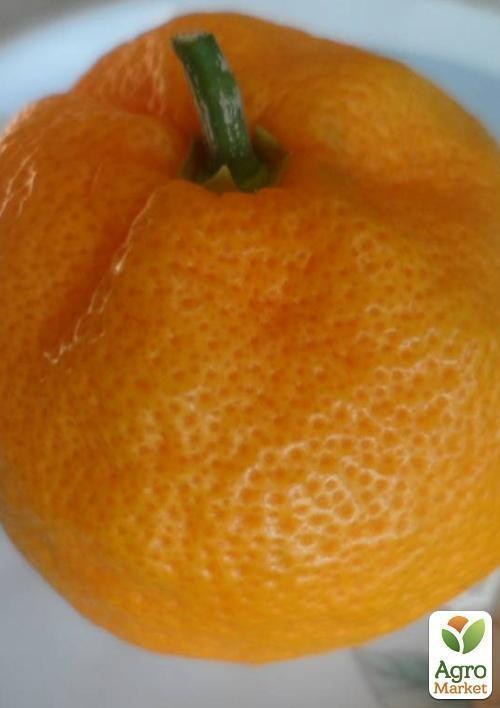 Мандарин "Шишкан" - фото 2
