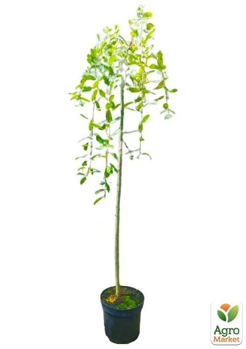 Ива плакучая на штамбе "Kilmarnock" (высота 150-180см) - фото 2