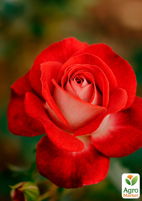 Роза мелкоцветковая (спрей) "Мейди" (саженец класса АА+) высший сорт