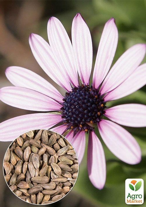 На развес Арктотис гибридный ТМ "Весна" цена за 2г