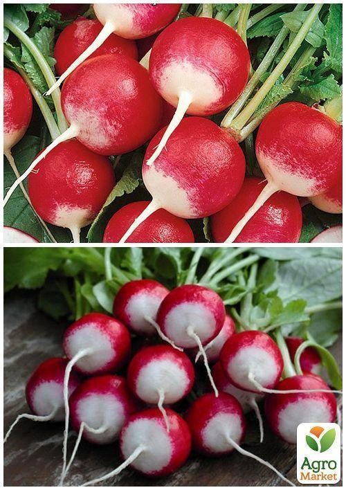На развес Редис "Краковянка" ТМ "Весна" цена за 10г - фото 4