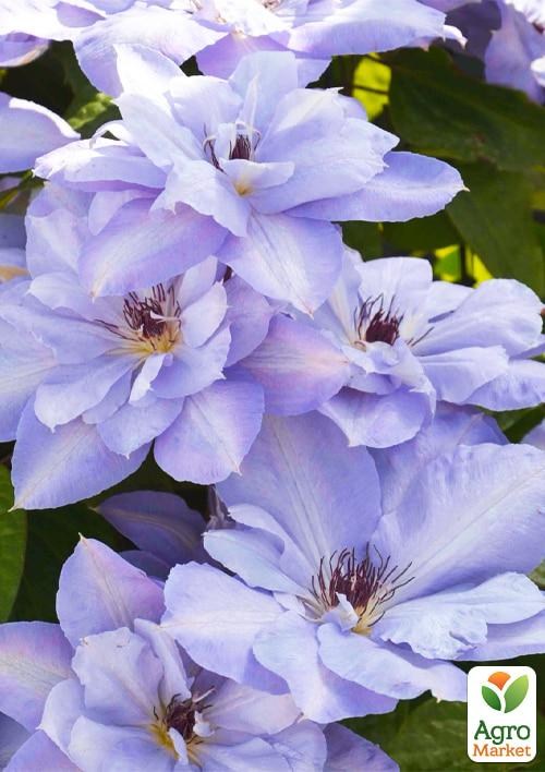 Клематис 3-х річний "Blue Cotillion" С2 - фото 3