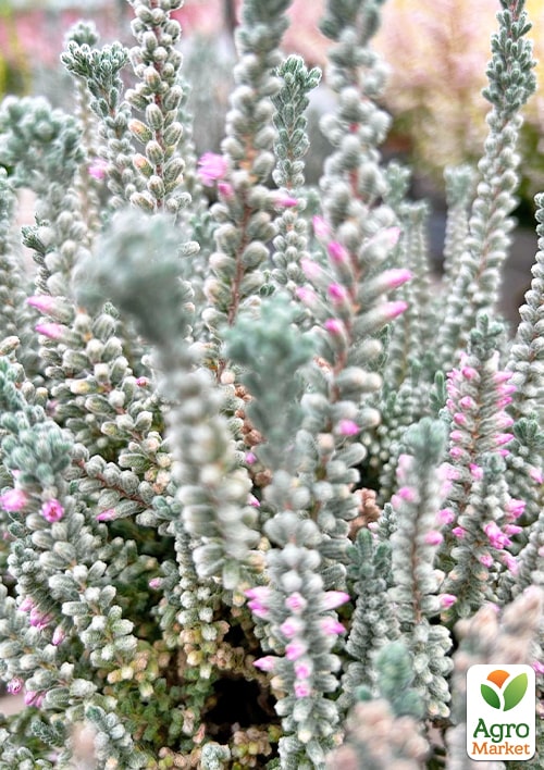 Вереск обыкновенный "Beoley Silver" - фото 2