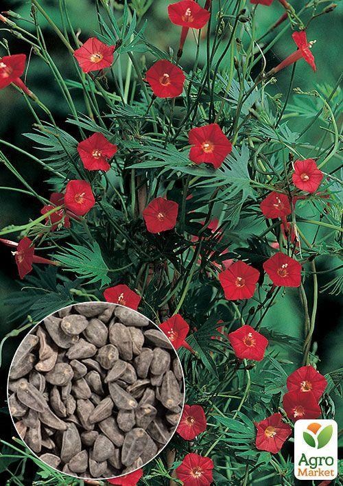 На вагу Іпомея червона ТМ "Весна" ціна за 2г