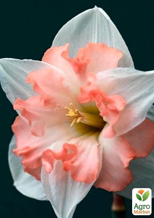 Нарцис "Pink Wonder" (розмір 12/14, великий) 3шт в упаковці