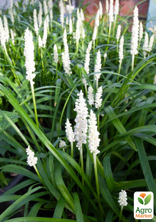 Лириопе "Monroe White" вазон С2, высота 20-40см - фото 4