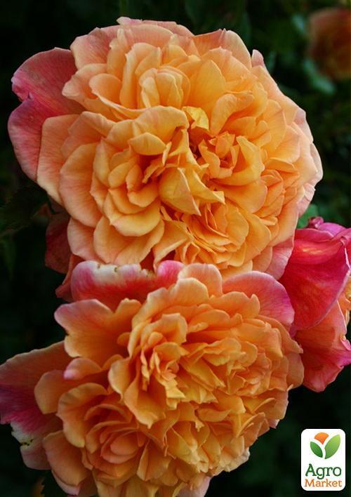 Роза плетистая "Aloha" (саженец класса АА+) высший сорт - фото 5