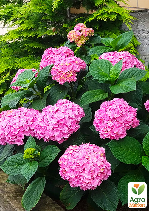 LMTD Гортензия махровая цветущая 2-х летняя "Romans" (25-35см) серия You&Me - фото 5