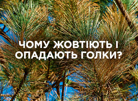 Причини пожовтіння й опадання голок у хвойних
