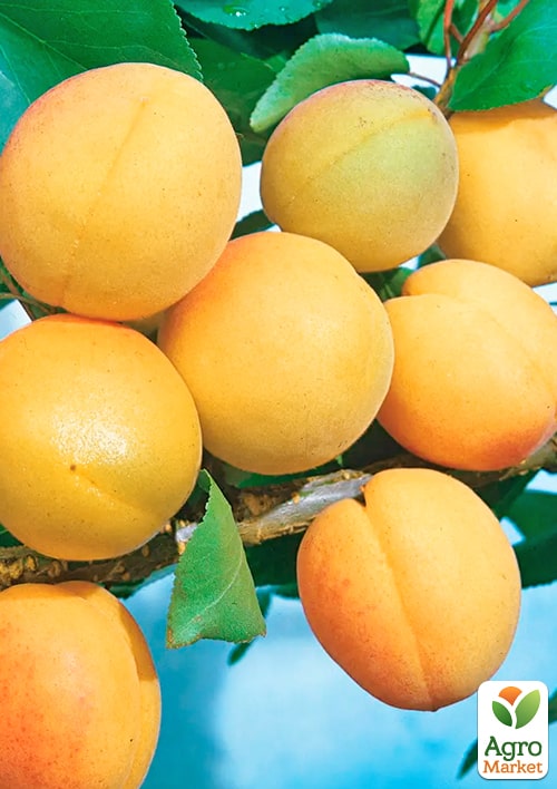 Абрикос "Медовый" (летний сорт, средний срок созревания)