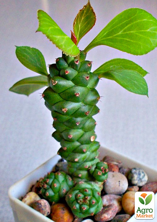 Монаденіум Гюнтера (Monadenium Guentheri)