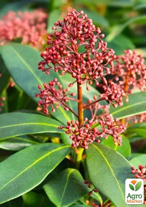 LMTD Скіммія японська "Rubella" висота рослини 20-30см - фото 7