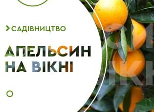 Як виростити апельсин з кісточки