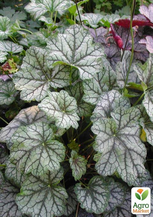 Гейхера (Heuchera) "Venus" 