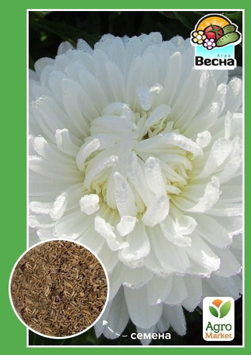 Астра "Німфа" ТМ "Весна" 0.2г