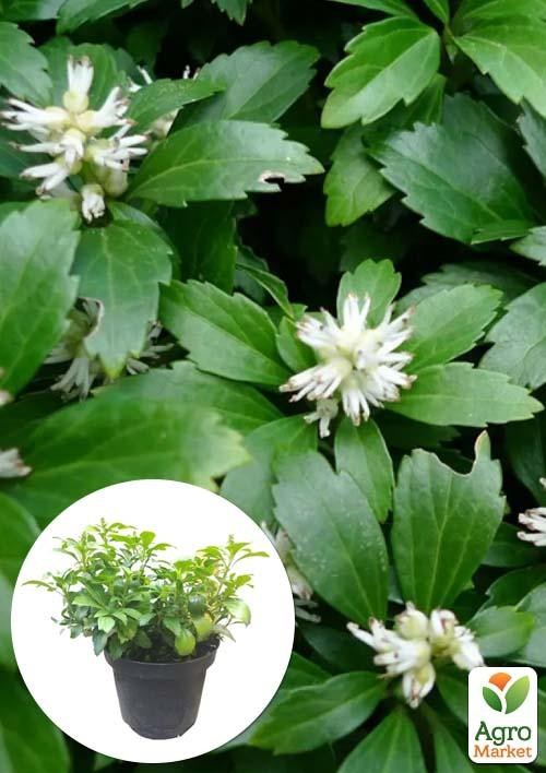 Пахизандра "Green Carpet" С3, диаметр 25-30см