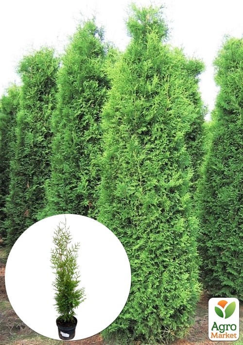 Туя швидкозростаюча "Brabant" (висота 100-130см)