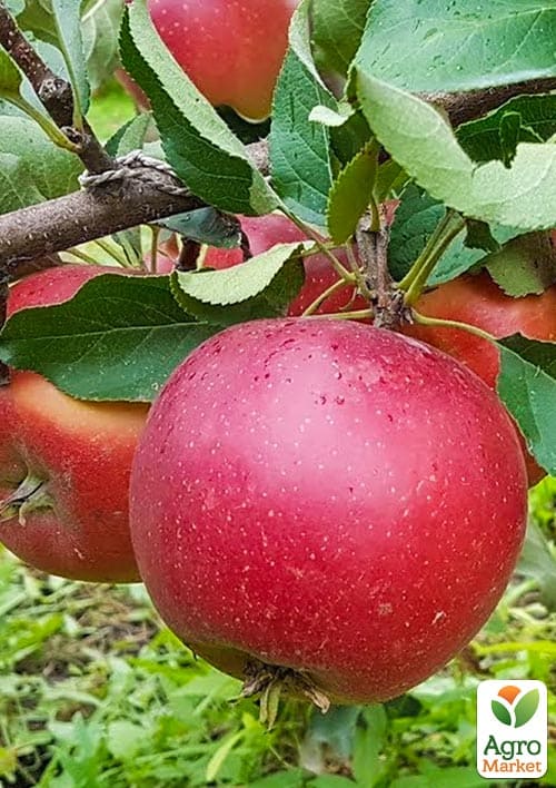 Яблоня "Элиза" (крупноплодный сорт, поздний срок созревания) - фото 5