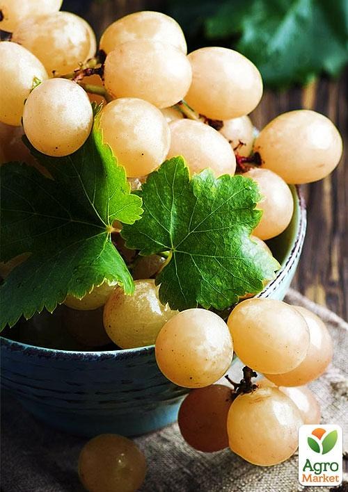 Эксклюзив! Виноград нарядный янтарно-белый "Сладкая мечта" (Sweet dream) (премиальный мясистый сорт)