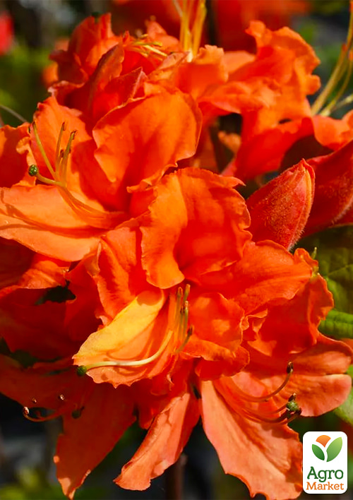 Азалия 2-х летняя "Mandarin Lights" С1 высота 25-50см - фото 2