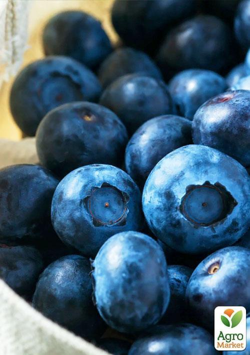 Голубика (черника садовая) "Нельсон" (Nelson) (поздний срок созревания, один из крупноплодных сортов) - фото 7