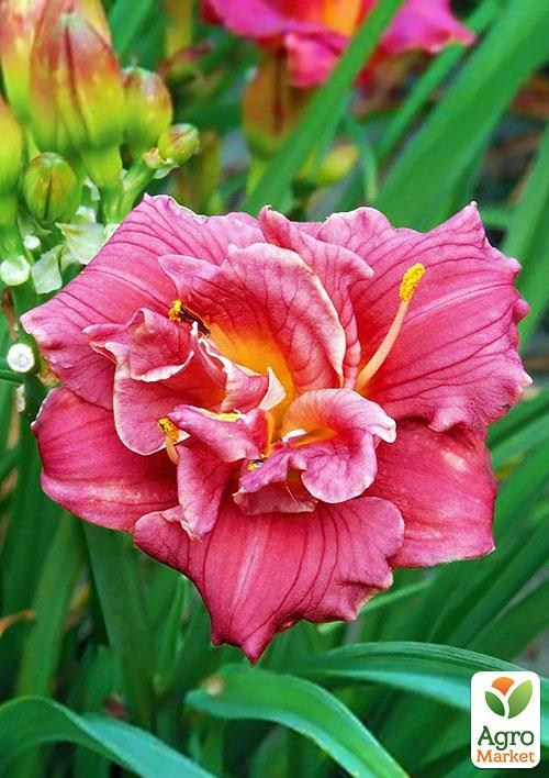 Лилейник "Cute as can Be" 1шт в упаковке NEW