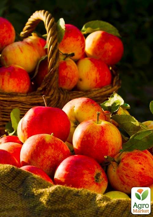 Яблоня "Чемпион" (раннезимний сорт) - фото 5