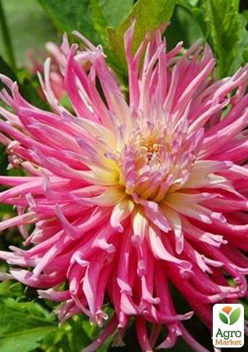 Георгина "Star´s Favourite" 1шт в упаковке