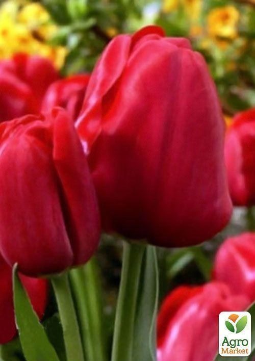 Тюльпан "Silhouette Bouquet" 3шт в упаковке