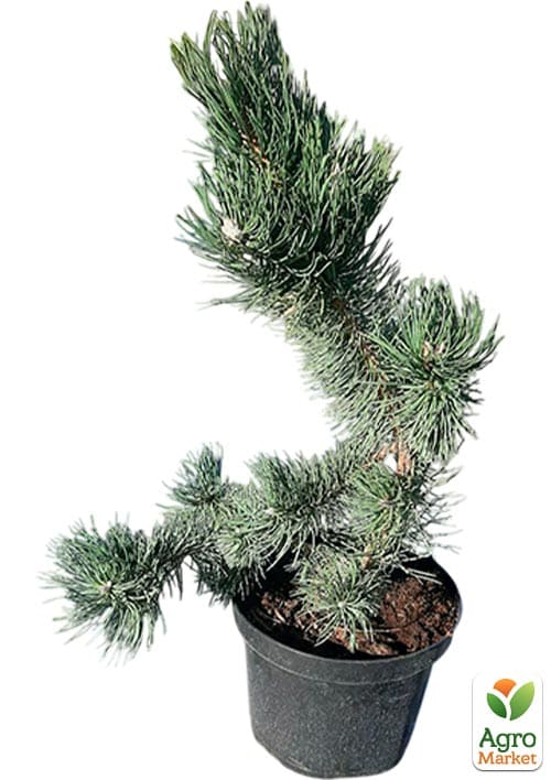 Сосна черная "Oregon Green" С7.5, высота 50-60см - фото 4
