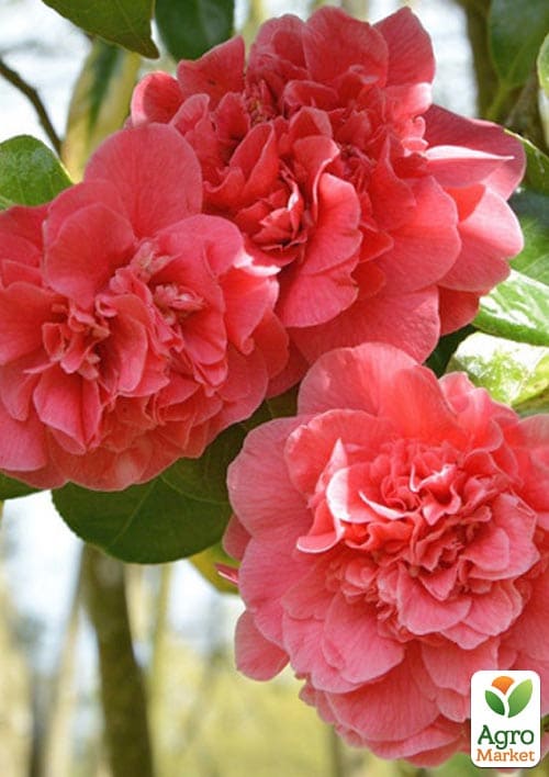 Камелія японська "Тріумфани" - фото 2