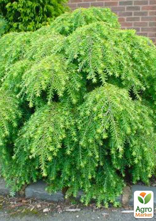 Тсуга Канадская "Jeddeloh" (контейнер Р9)