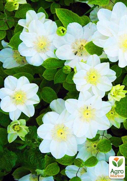 Клематис «Guernsey cream» (повторноквітучий сорт) - фото 5