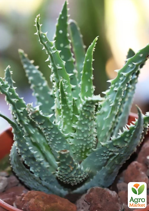 LMTD Алоэ "Humilis" высота растения 10см - фото 5