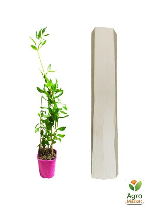 Альстромерия (перуанская лилия) "Summer Sky" С2 высота 30-60см - фото 2