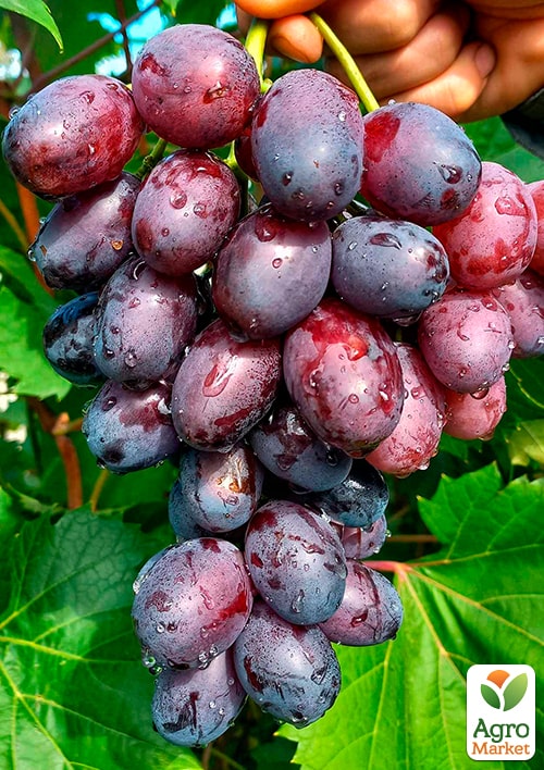 Виноград "Низина" (средний срок созревания)