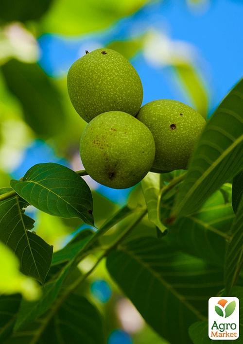 Волоський горіх "Кочерженко" (ранній термін дозрівання) - фото 6