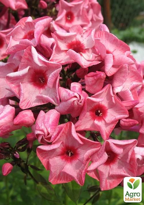 Флокс багаторічний "Ferris Wheel" 1шт в упаковці