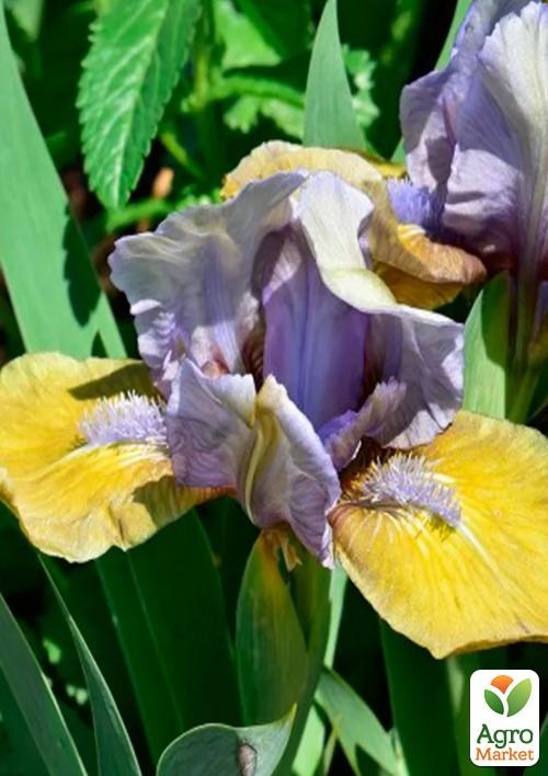 Ирис карликовый "Blue Hat Boy" 