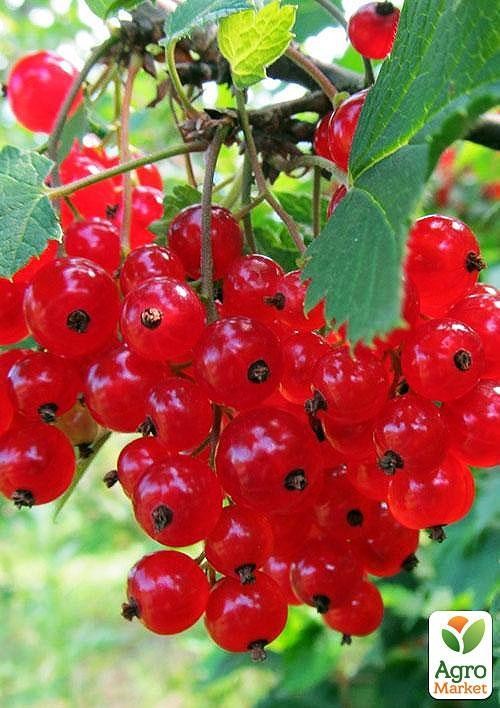 Порічка (смородина) червона "Наталі" (середнього терміну дозрівання) - фото 3