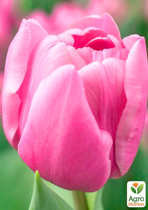 Тюльпан махровый "Table Dance" - фото 5