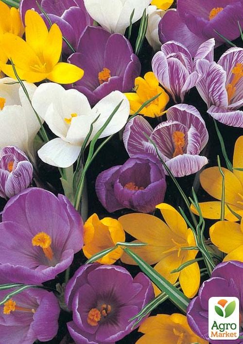 Крокус "Mix" - фото 2