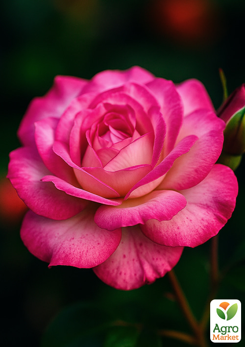 Троянда плетиста "Шарика-Асма" (саджанець класу АА +) вищий сорт