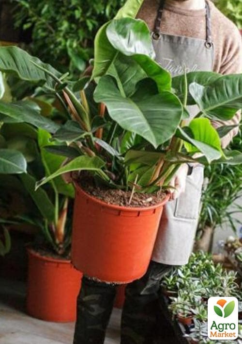 LMTD Филодендрон "Imperial Green" высота 30-40см - фото 7