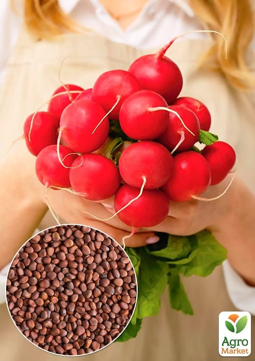 На развес Редис "Адель" ТМ "Весна" цена за 10г