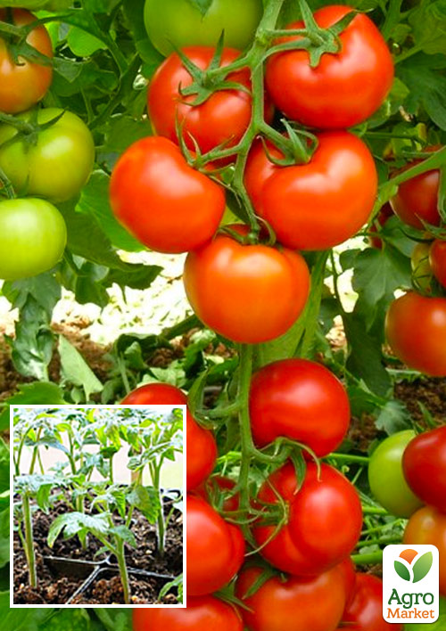 Рассада Томат «Ляна» (фермерское взращивание), 1шт в упаковке
