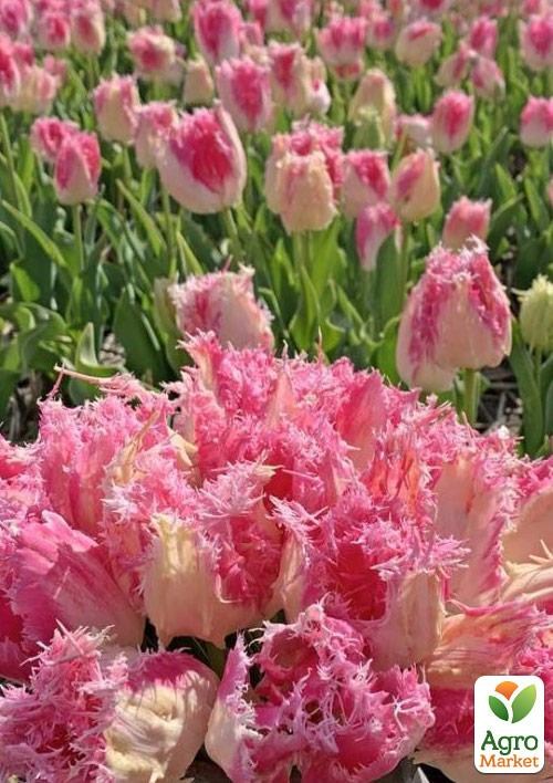 Тюльпан "Huis ten Bosce" 3шт в упаковке