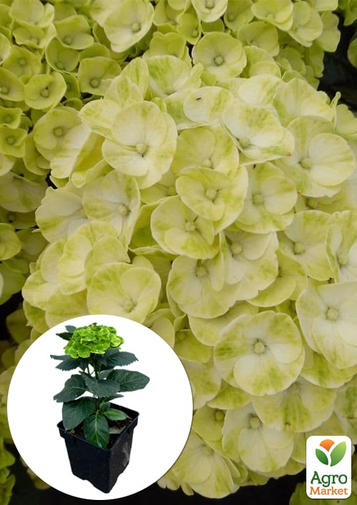 Гортензия крупнолистная курчавая "Caipirinha"