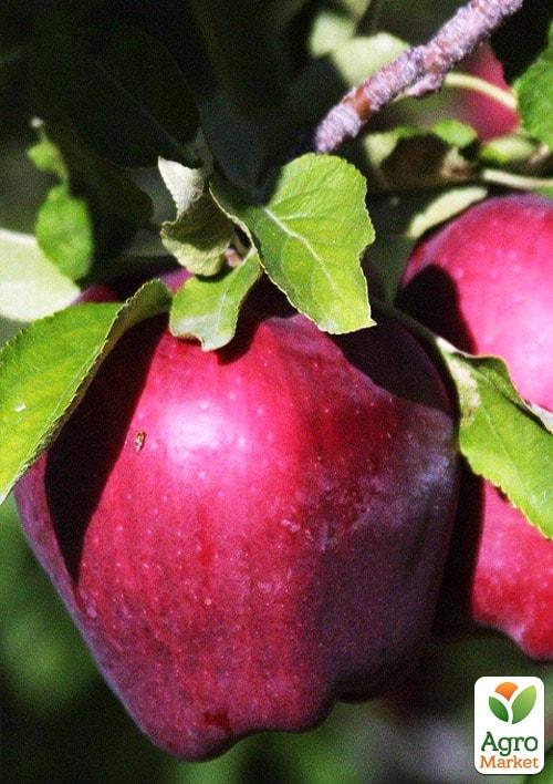 Эксклюзив! Яблоня красно-чёрная "Сад любви" (Garden of love) (премиальный крупноплодный сорт)